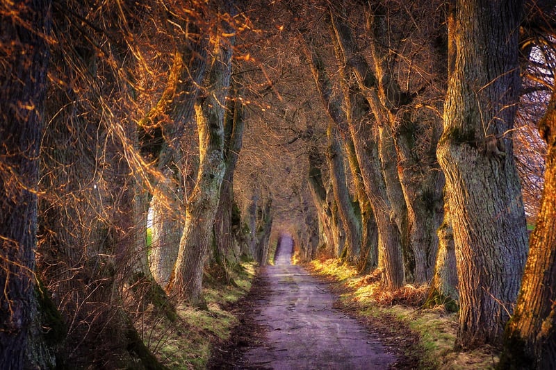 Forest Bathing